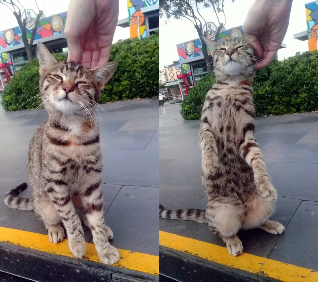 a two-shot picture of a person petting the same stray tabby cat outside