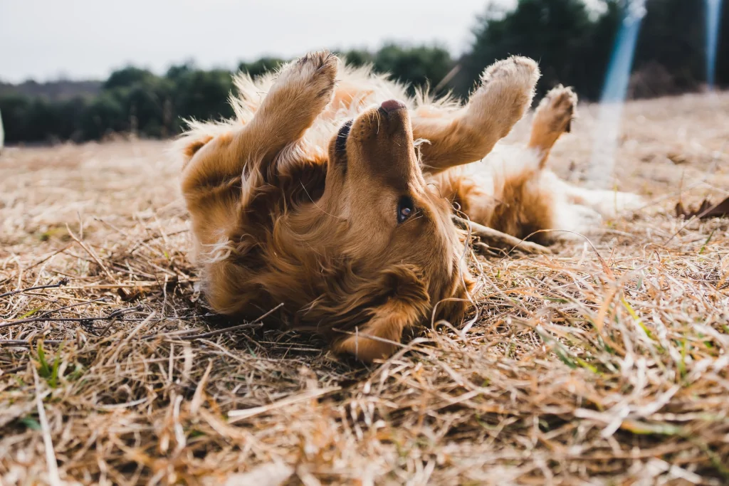 adult golden retriever rolling over on the ground