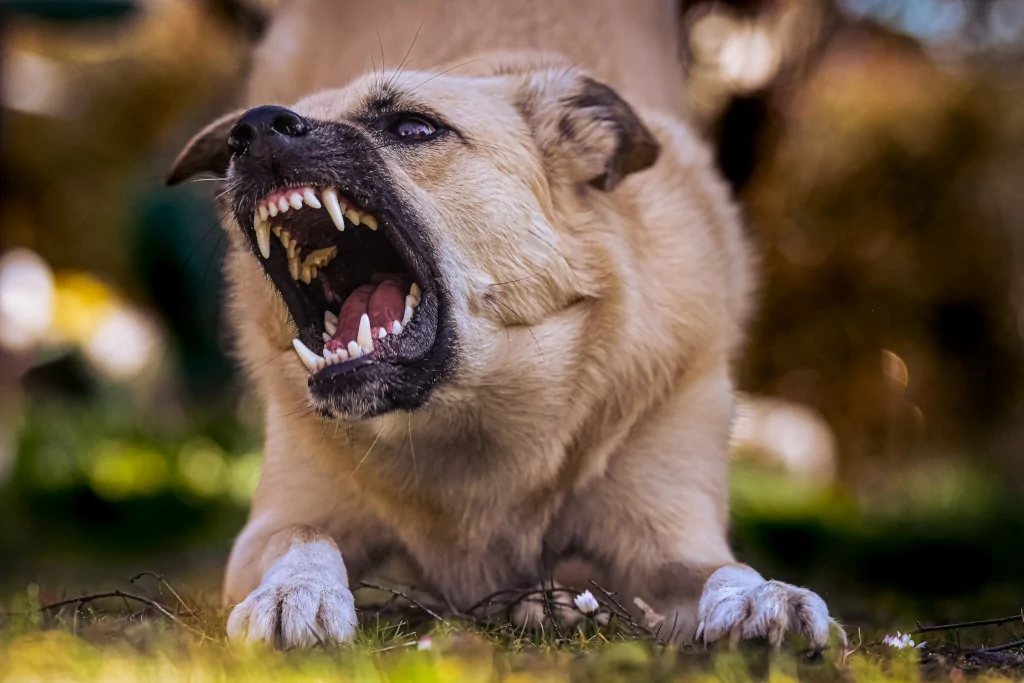 aggressive brown dog on the grass showing teeth