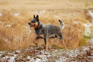 black and brown blue heeler dog walking outside in grass