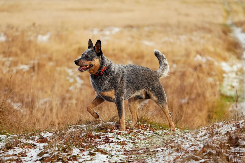 are australian shepherds good duck hunting dogs