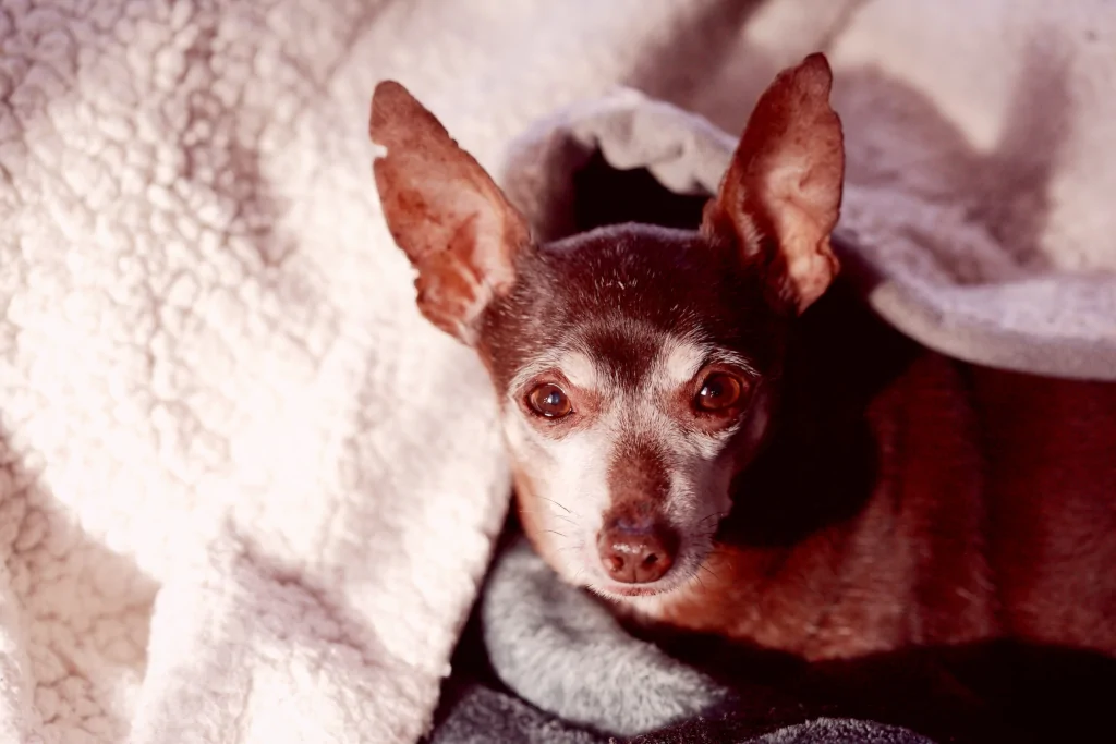 black and brown chihuahua on white blanket