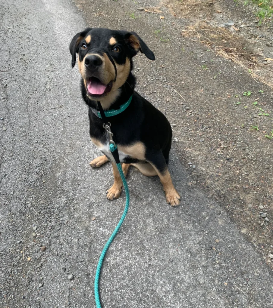 black and brown dog sitting while on a gentle lead leash