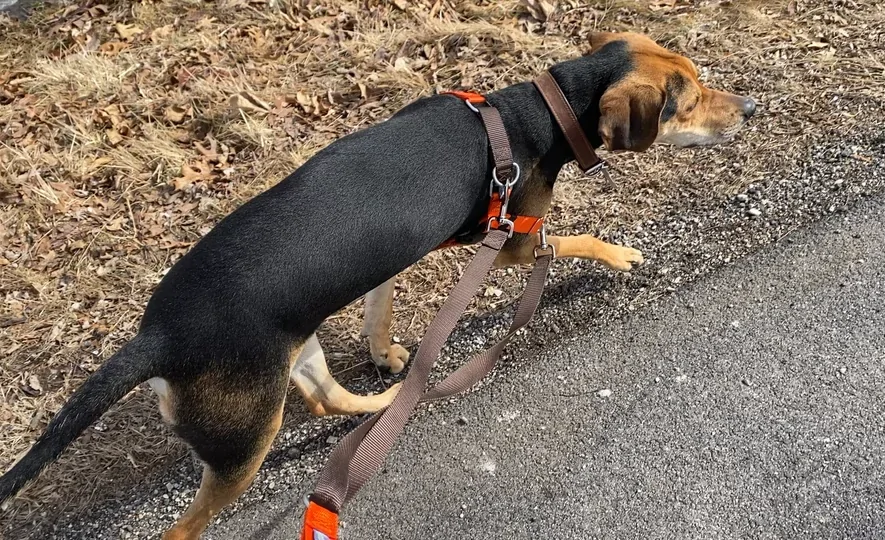 black and brown dog walking in the road on leash