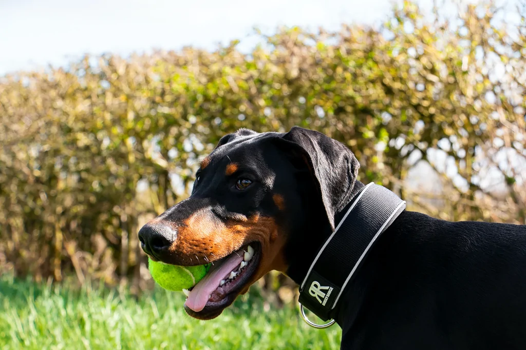 black and brown dog with a tennis ball in its mouth wearing black collar