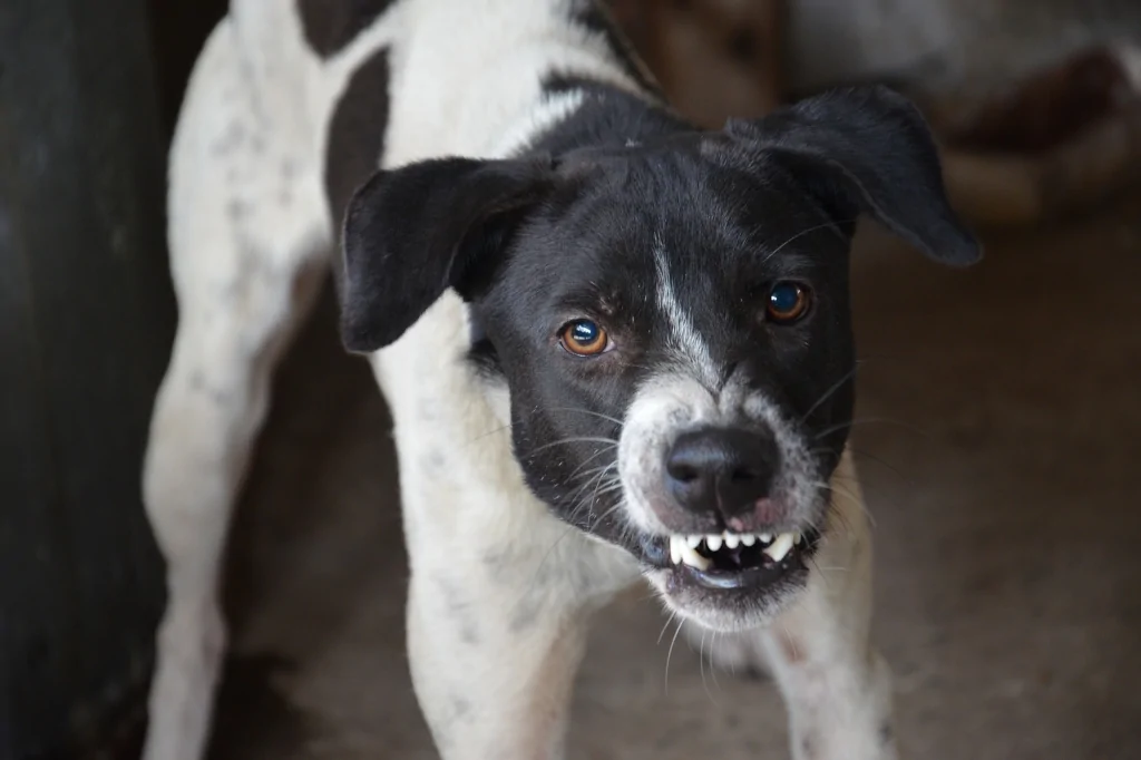 black and white angry dog looking at camera