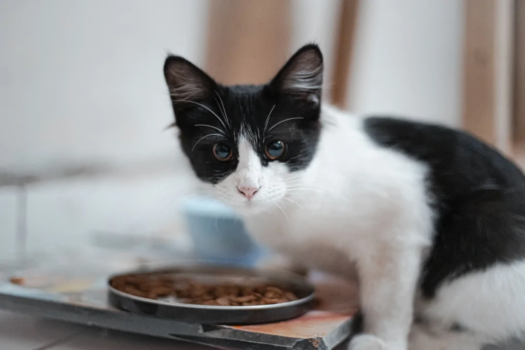 black and white cat eating food out of the bowl