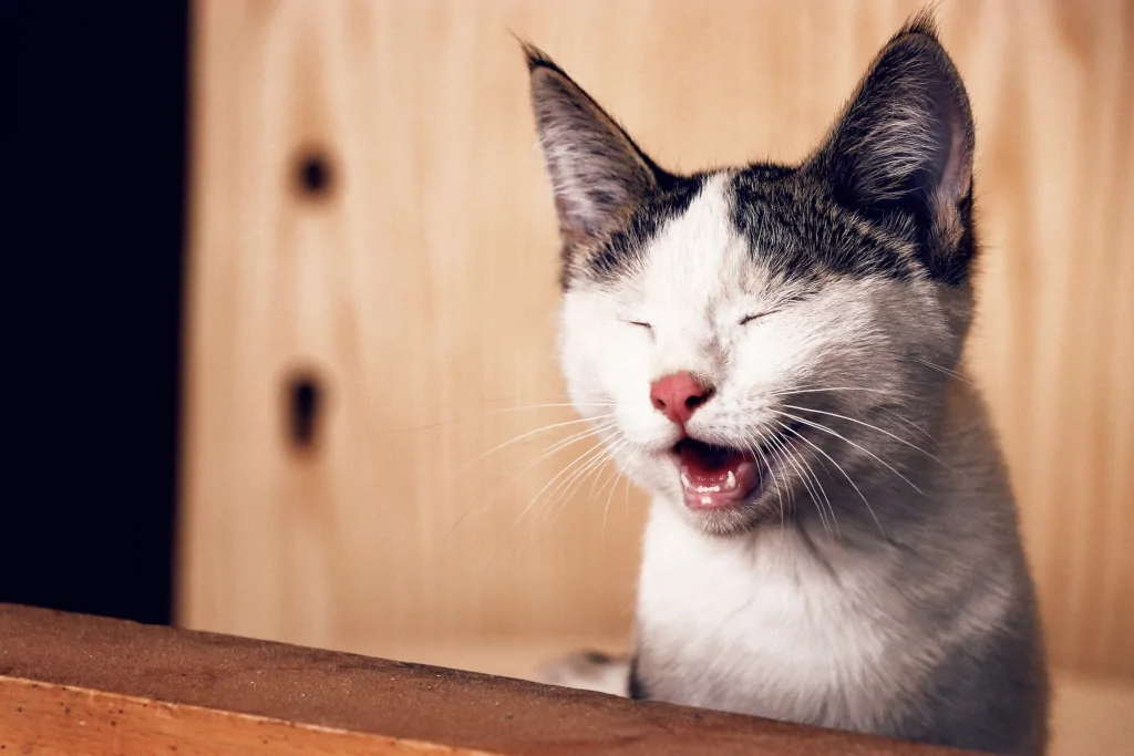 black and white cat meowing with closed eyes