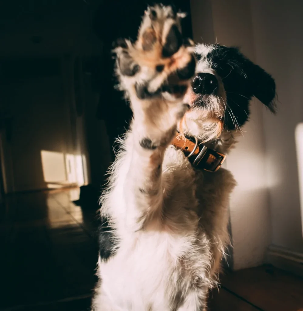 black and white dog giving high five to the camera