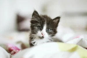 black and white kitten on bed blanket