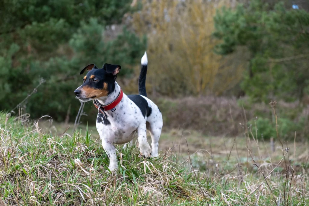 black and white rat terrier dog standing in grass field