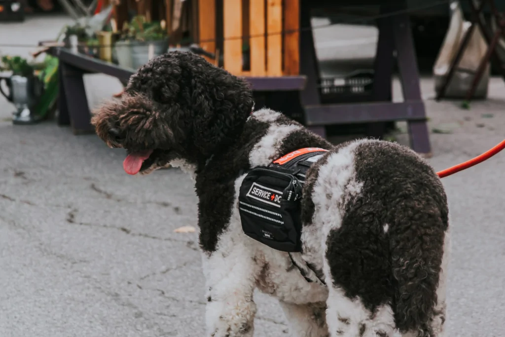 black and white service dog on the leash in the street