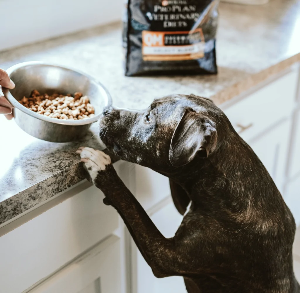 black and white short-coated dog hungry for food on the counter