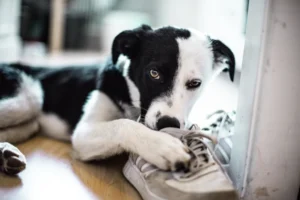 black and white short coated dog lying and chewing on sneakers