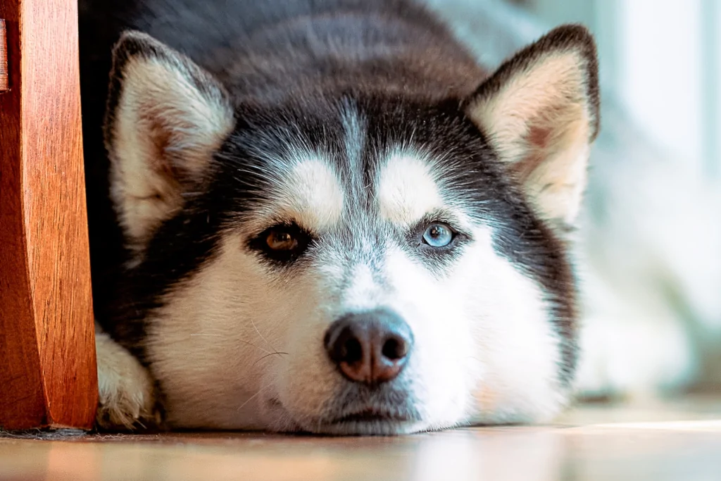 black and white siberian husky lying on brown floor