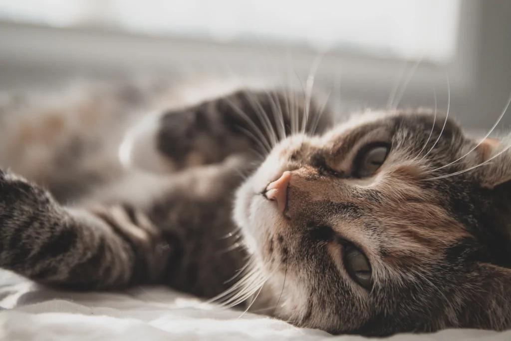 black and white tabby cat lying on white bed