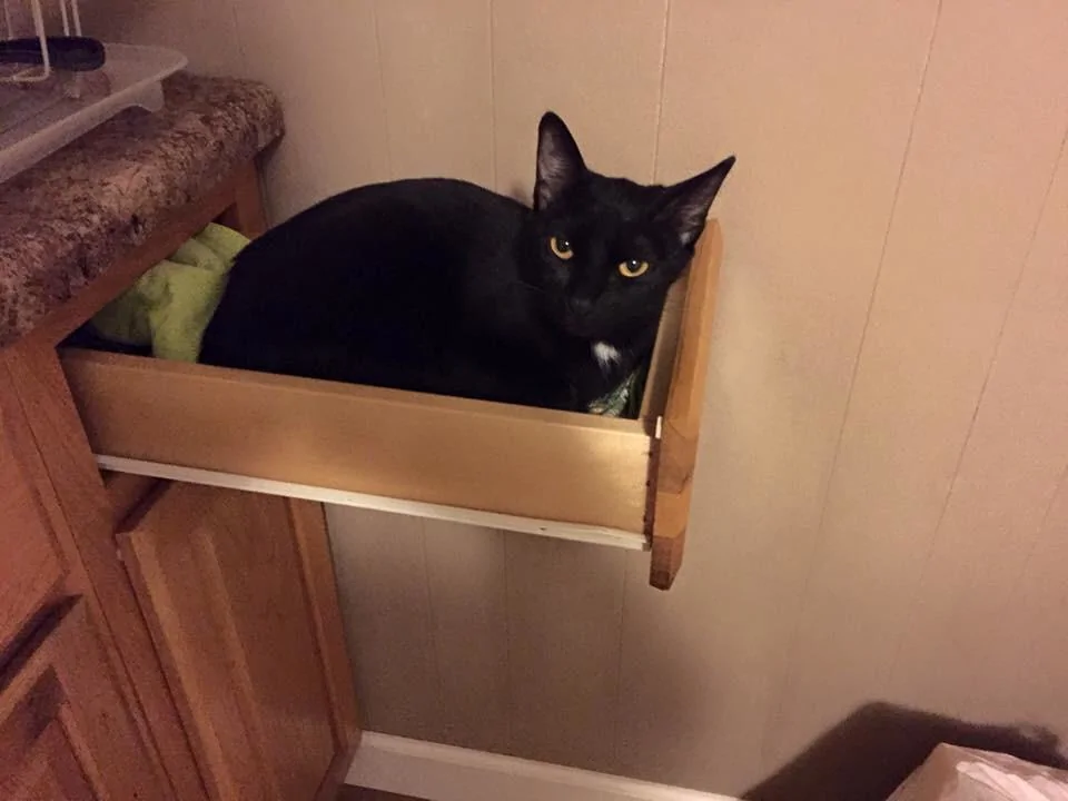 black cat sitting in a drawer