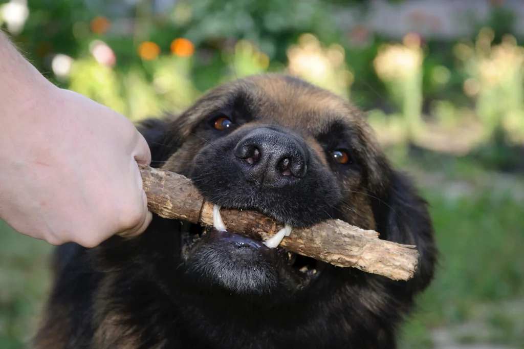 black dog holding stick in mouth with person trying to pull out