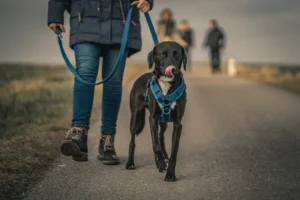 black dog with blue harness walking next to owner on the road