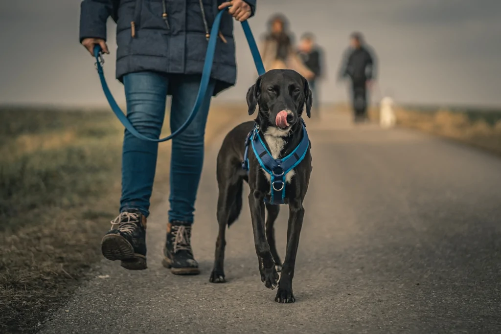 black dog with blue harness walking next to owner on the road