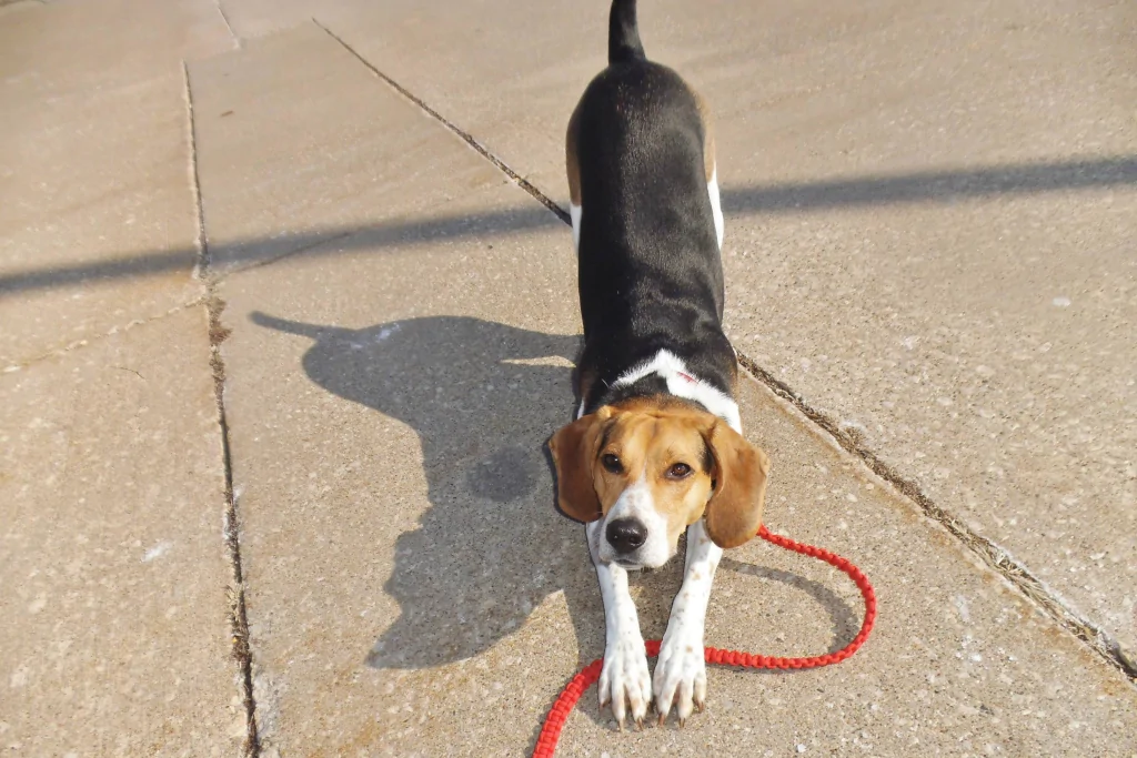 black, white, and brown dog on red leash bowing down