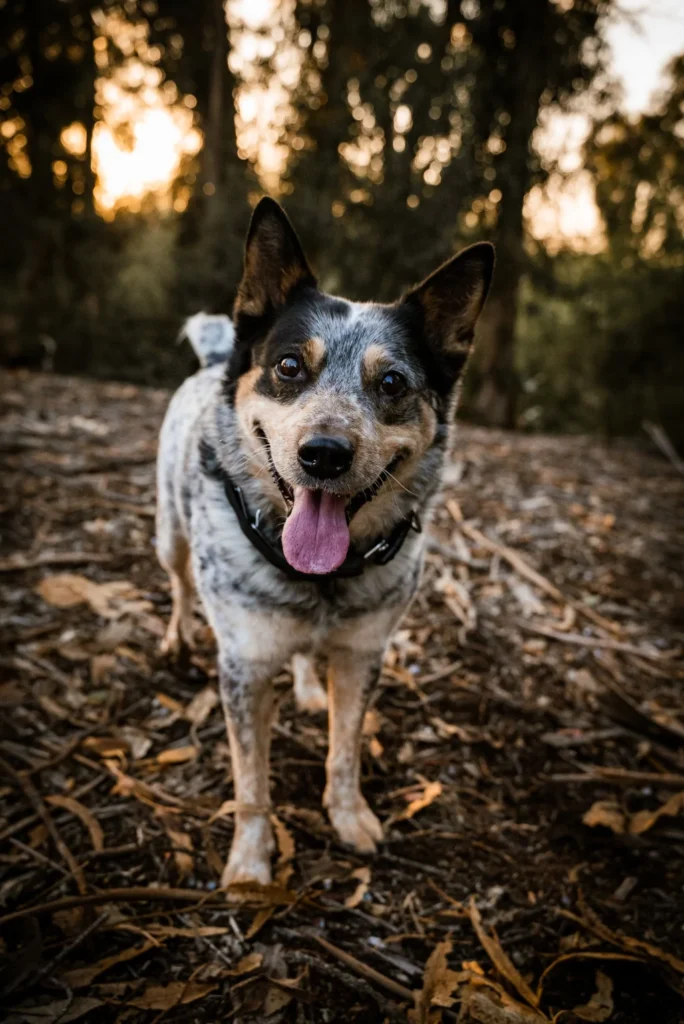 blue heeler dog standing in forest leaves