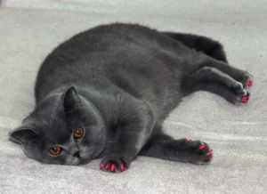 british obese gray cat lying on gray textile wearing pink claw caps
