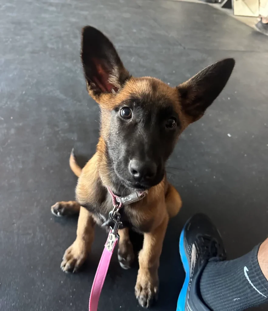 brown and black 3 month old dog sitting next to owner