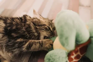 brown and black cat playing and biting a plush toy