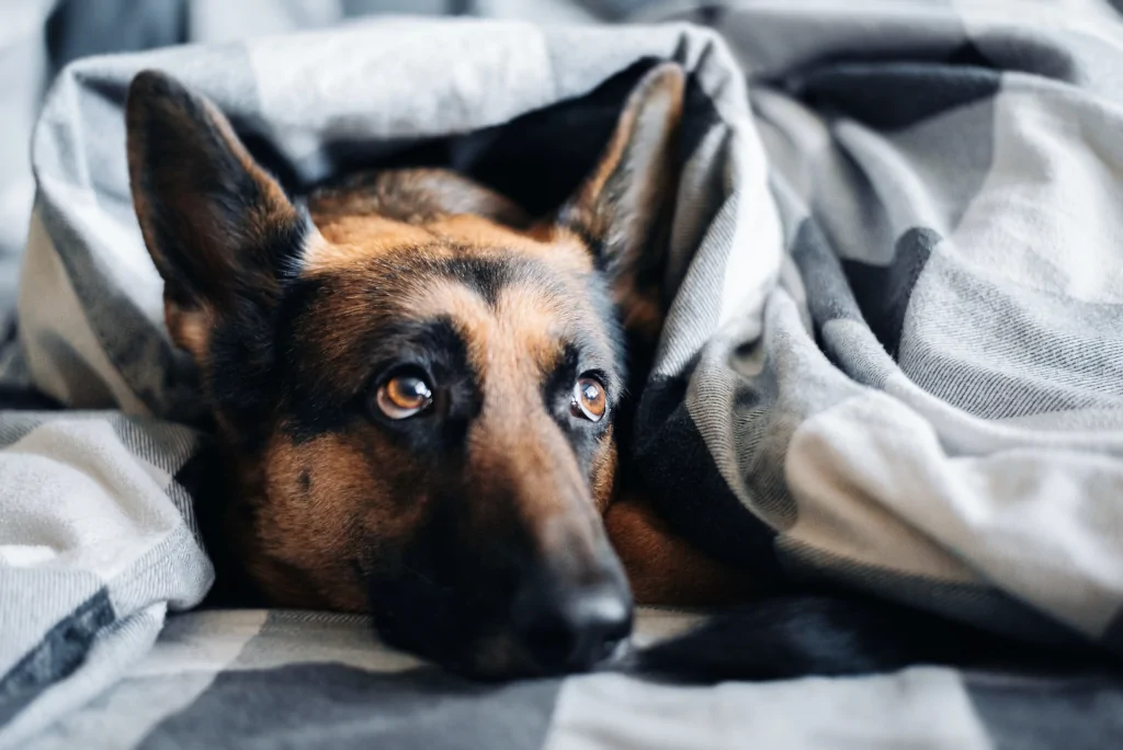 brown and black german shepherd lying in the bed under sheets