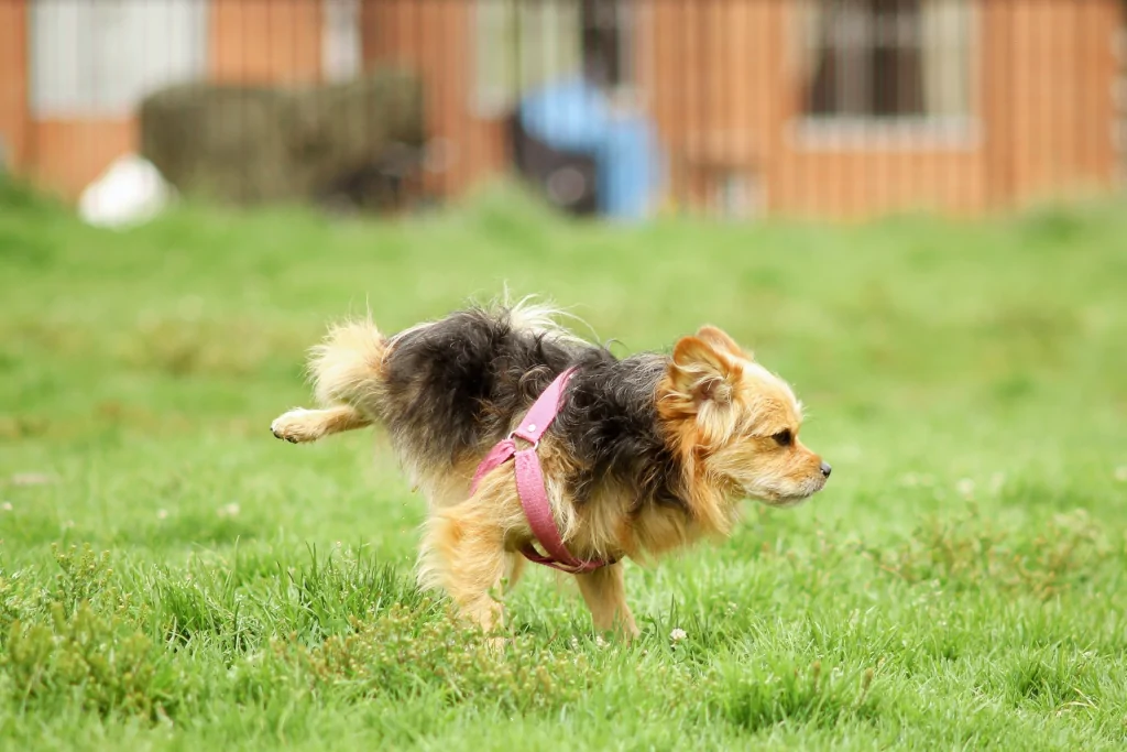 brown and black small dog lifting his leg to pee