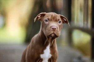brown and white american pit bull terrier mix sitting outside