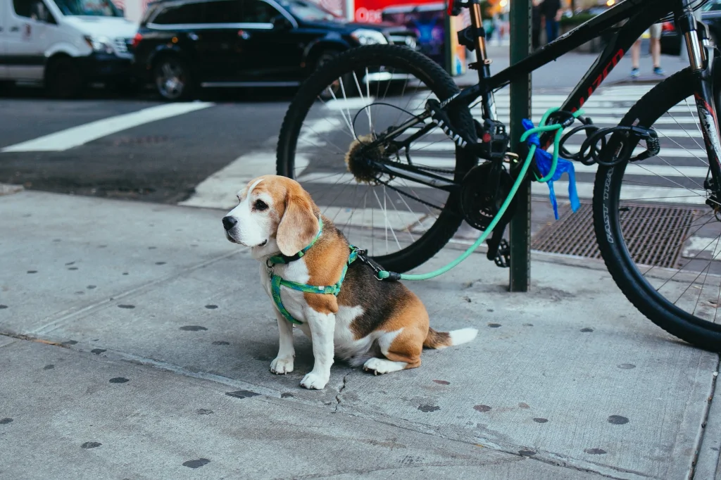brown and white beagle dog next to a bike in the street