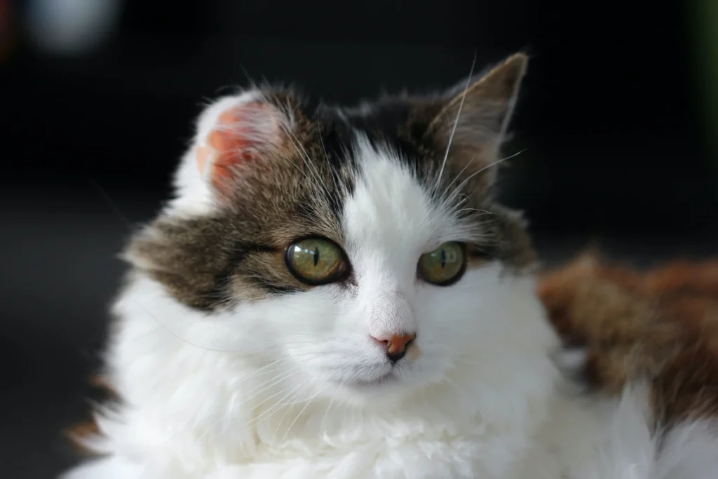 brown and white cat looking at something while lying