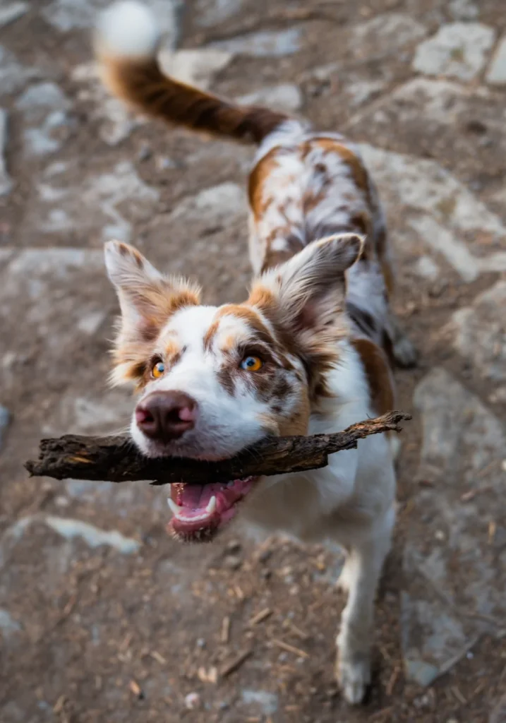 brown and white dog holding a stick in its mouth