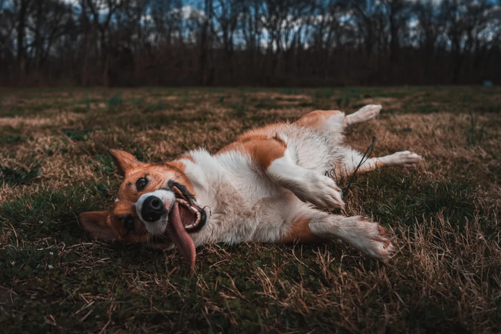 brown and white dog lying on back in grass