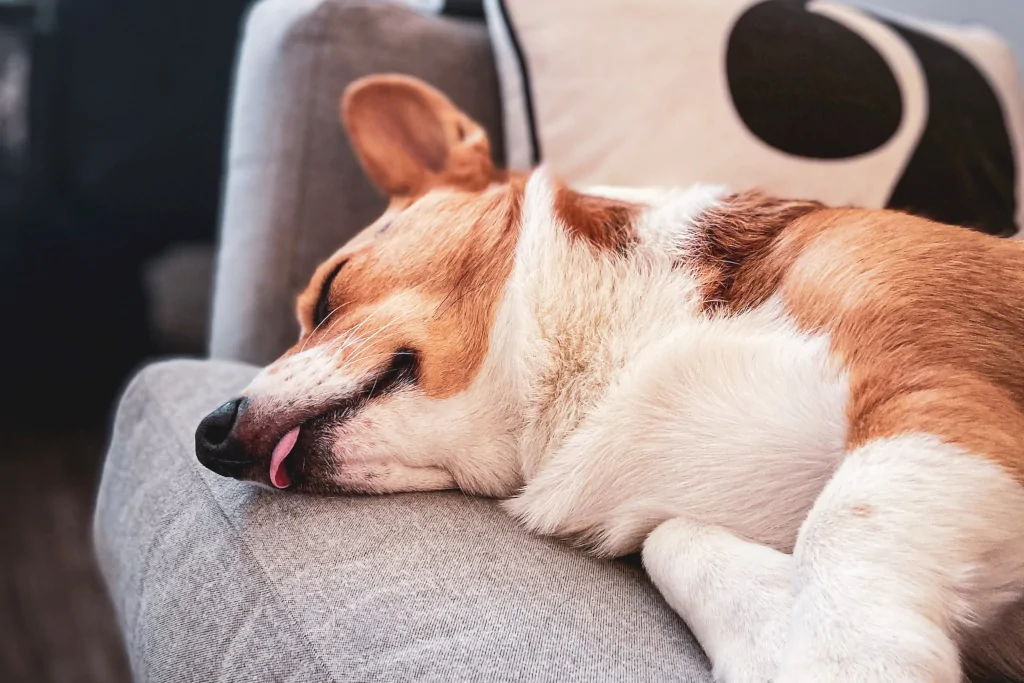 brown and white dog sleeping on a couch