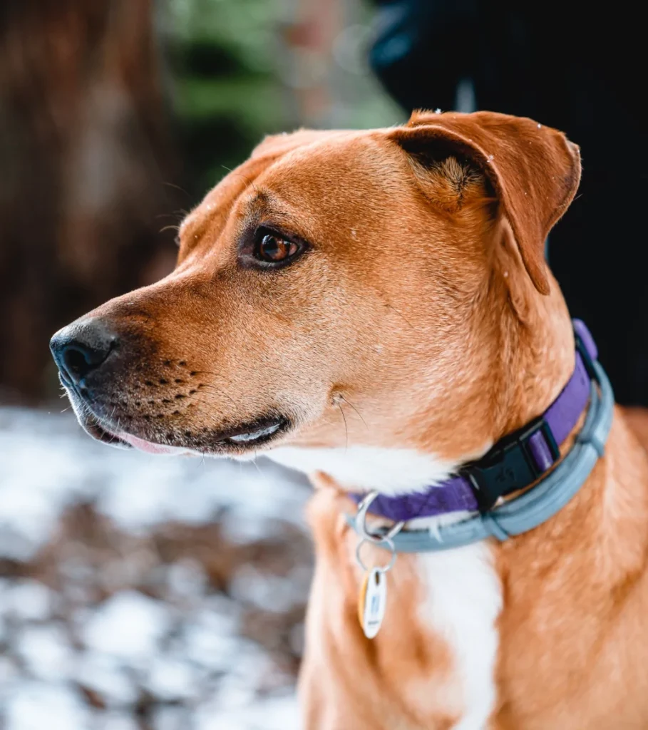 brown and white dog with two collars standing outside
