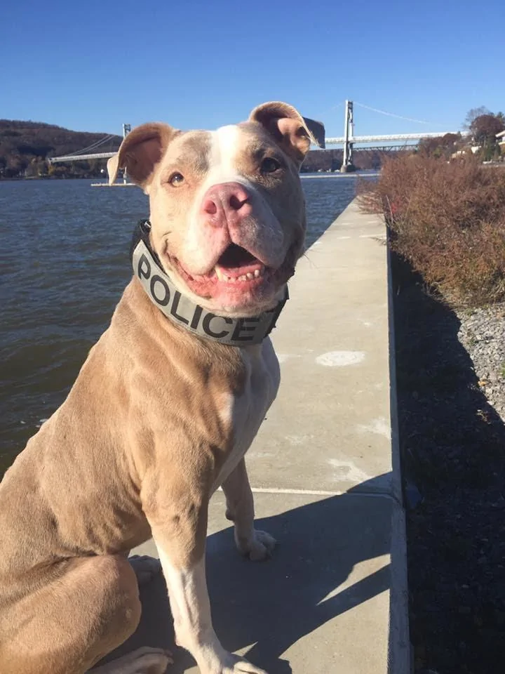 brown and white pit bull named Kiah, New York’s first police officer