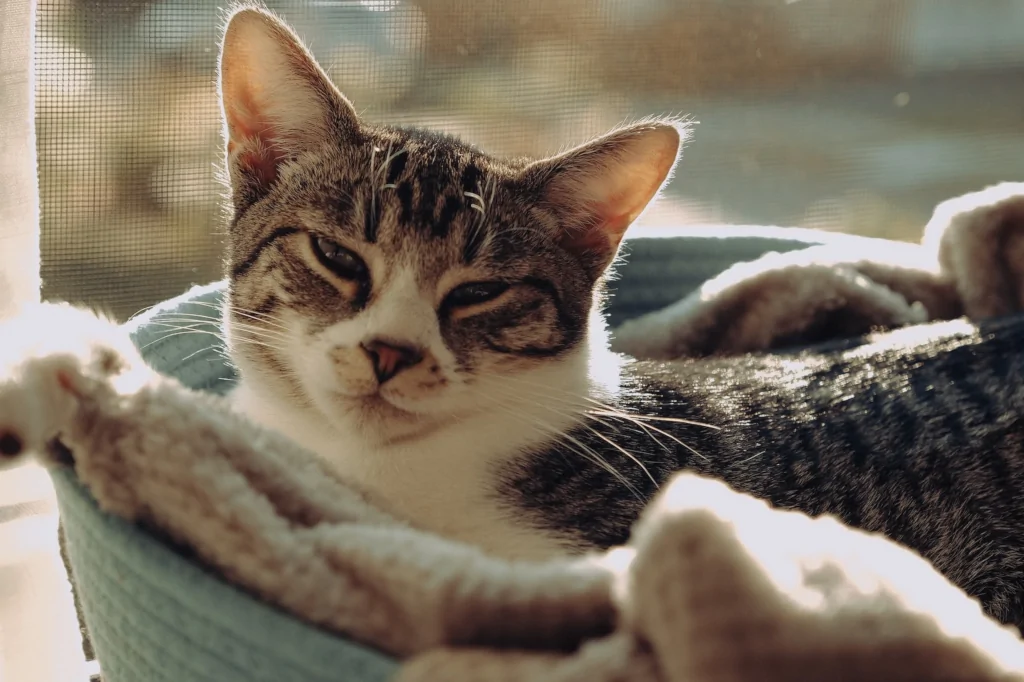 brown and white tabby cat lying in basket