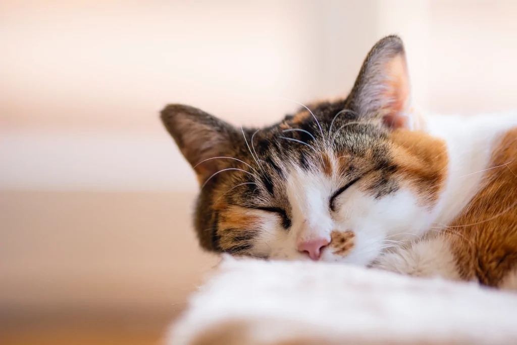 brown and white tabby cat lying on white bed