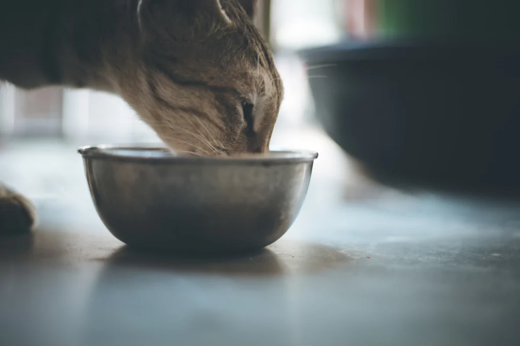 brown cat eating food from a bowl