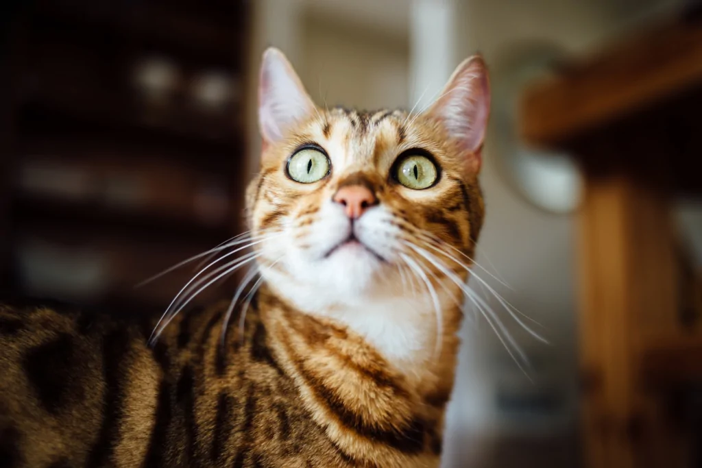 brown cat looking up indoors