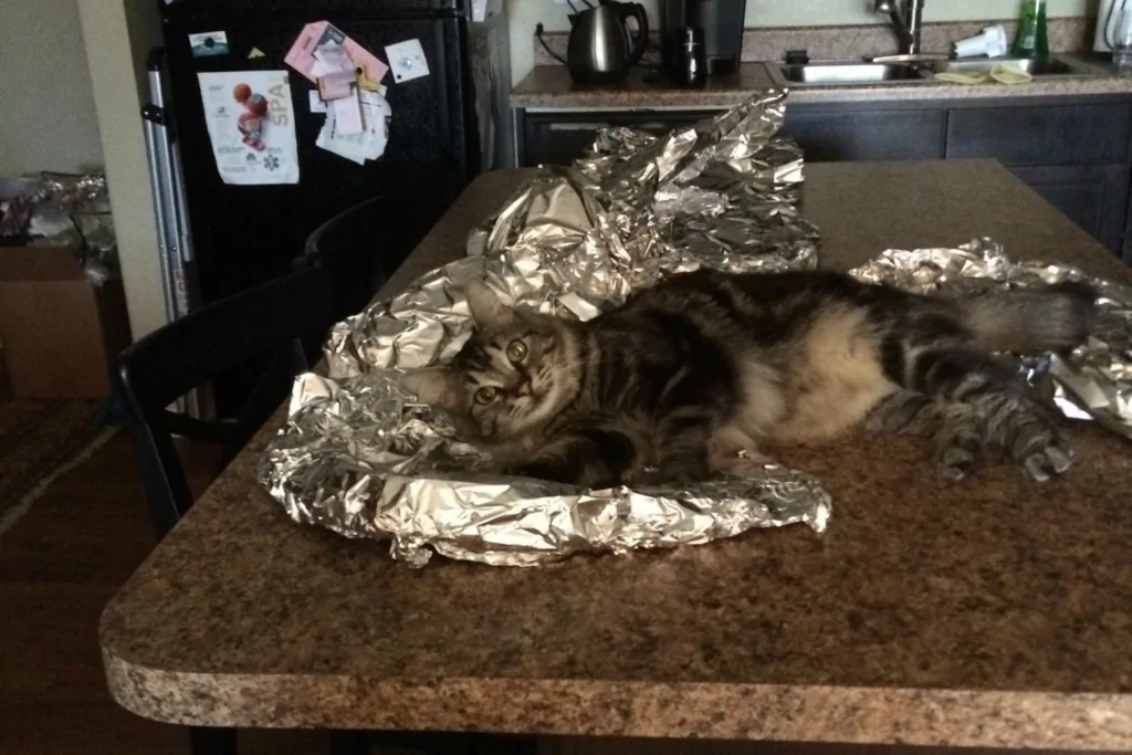 brown cat lying on aluminum foil on the counter