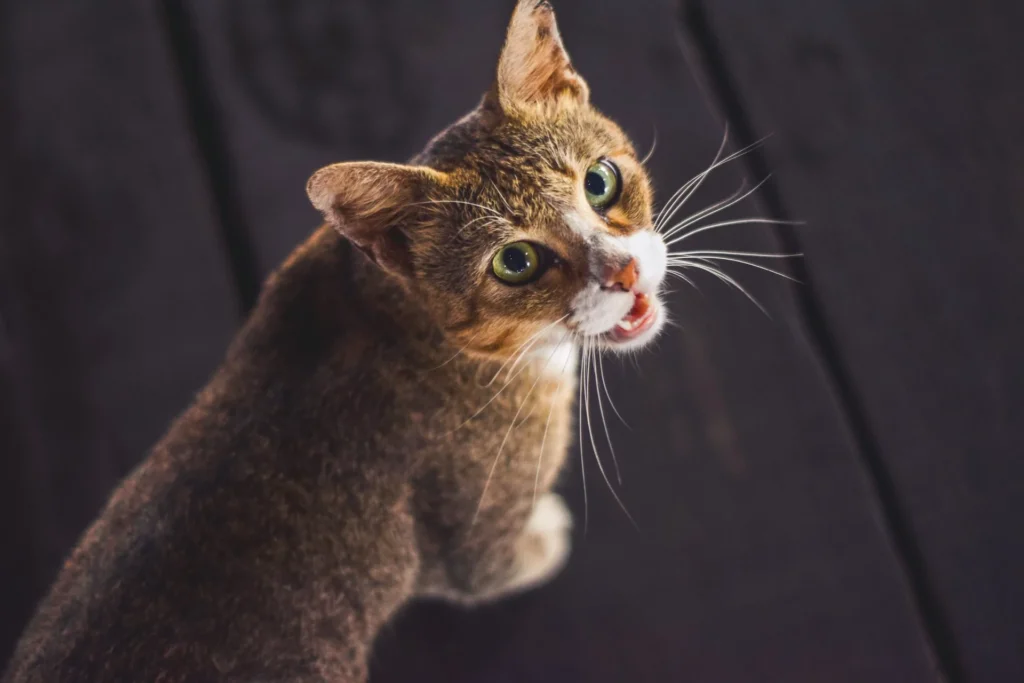 brown cat meowing while standing on wooden floor