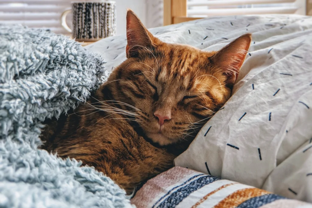 brown cat sleeping under covers in bed