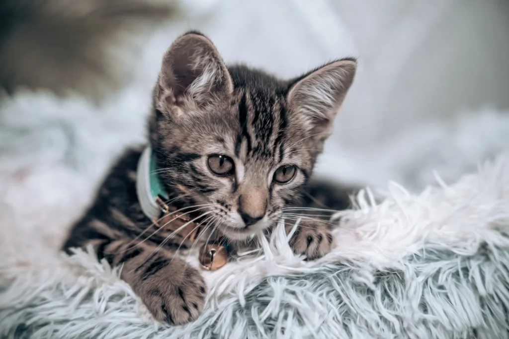 brown cat with a collar lying on a white blanket