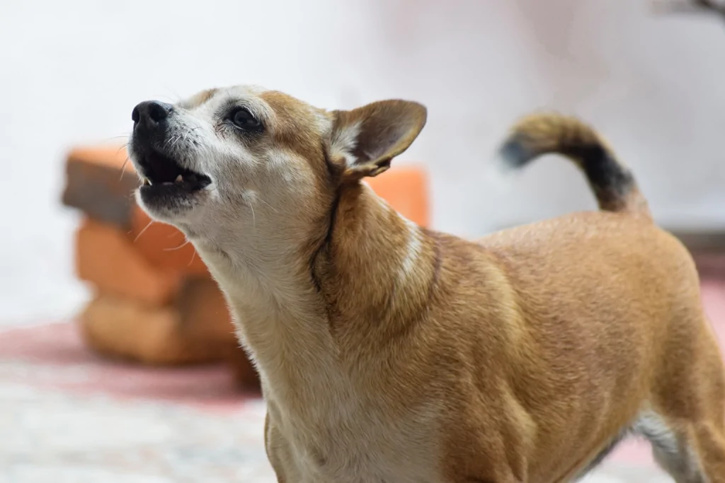 brown dog barking while looking up