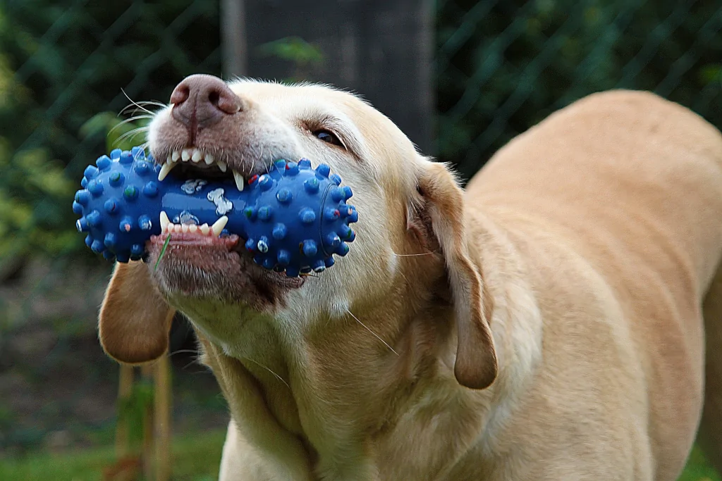 brown dog chewing on a blue plastic toy