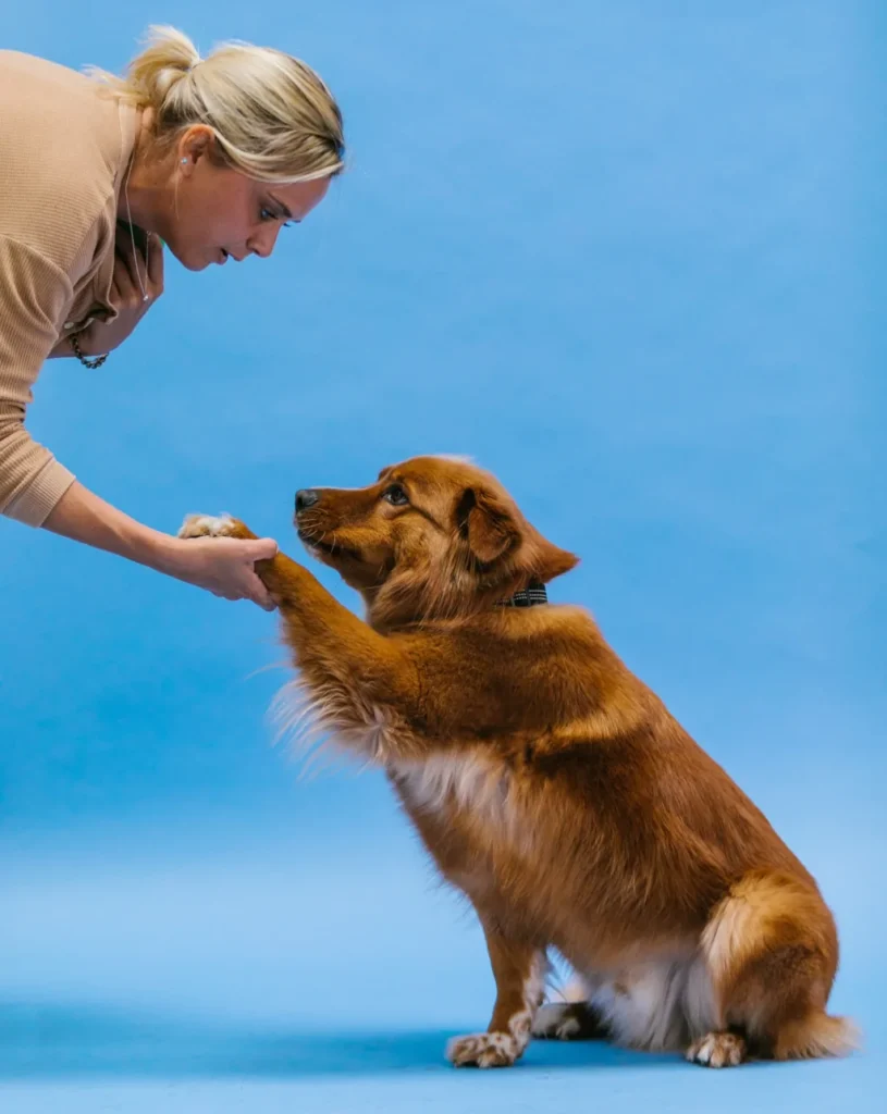 brown dog doing shake paw trick with woman